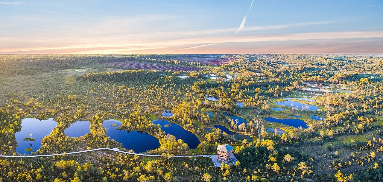 Estonia w znacznej części jest pokryta lasami i bagnami. Na zdjęciu widoczne Viru Raba / źródło: Stefan Hiienurm, Wikimedia Commons, CC-BY-SA-4.0
