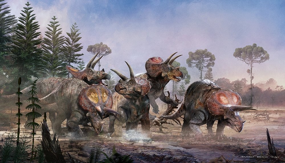 Triceratopsy były zwierzętami stadnymi &#8211; twierdzi holenderski uczony, który badał szczątki dinozaurów / źródło: Uniwersytet w Utrechcie, materiały prasowe
