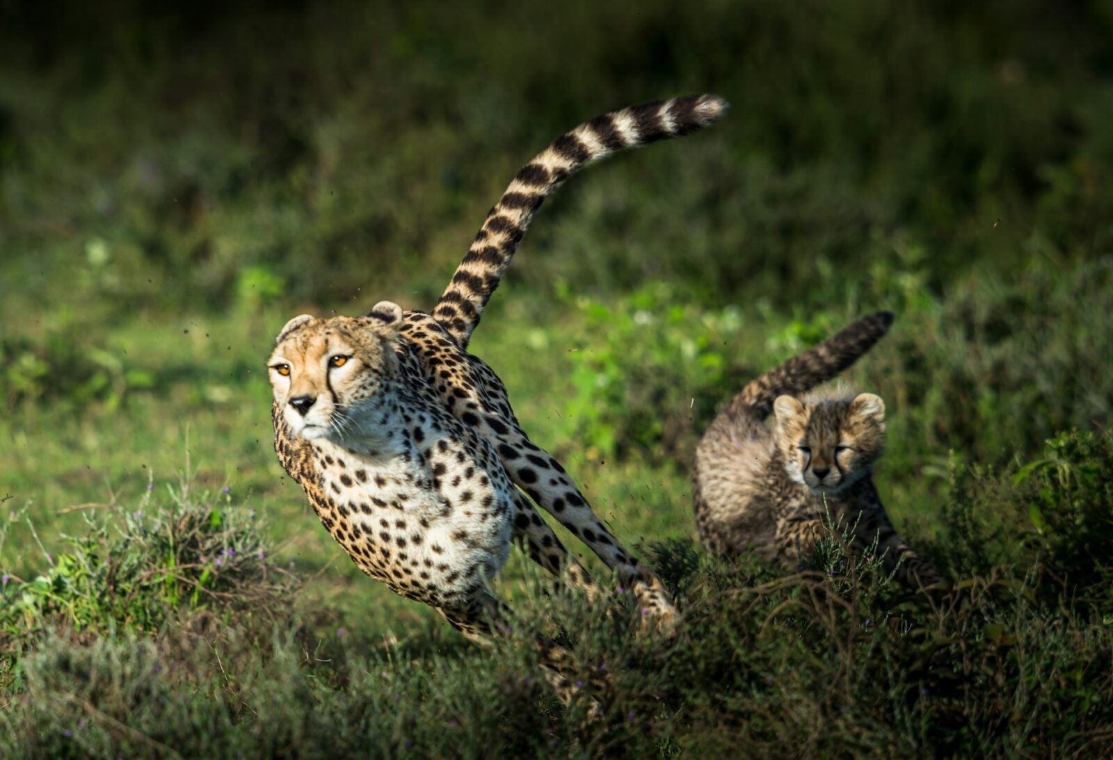 Dlaczego gepardy są takie szybkie? /Fot. Unsplash
